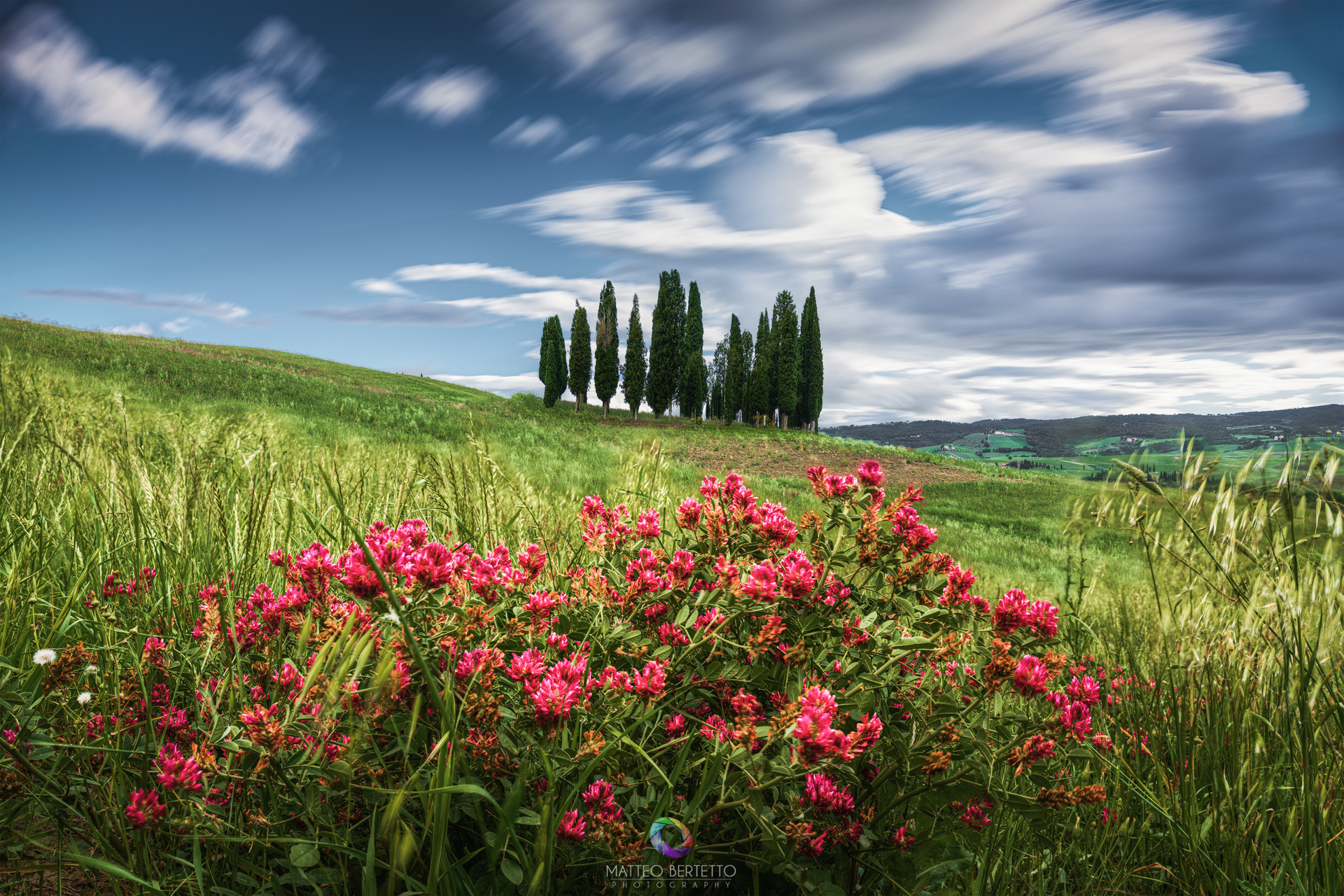 Cipressi