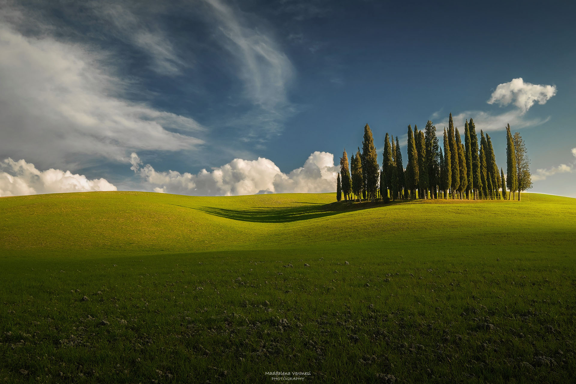 Cipressi